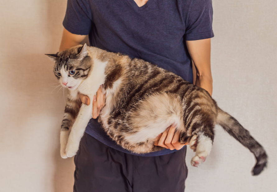 overweight cats