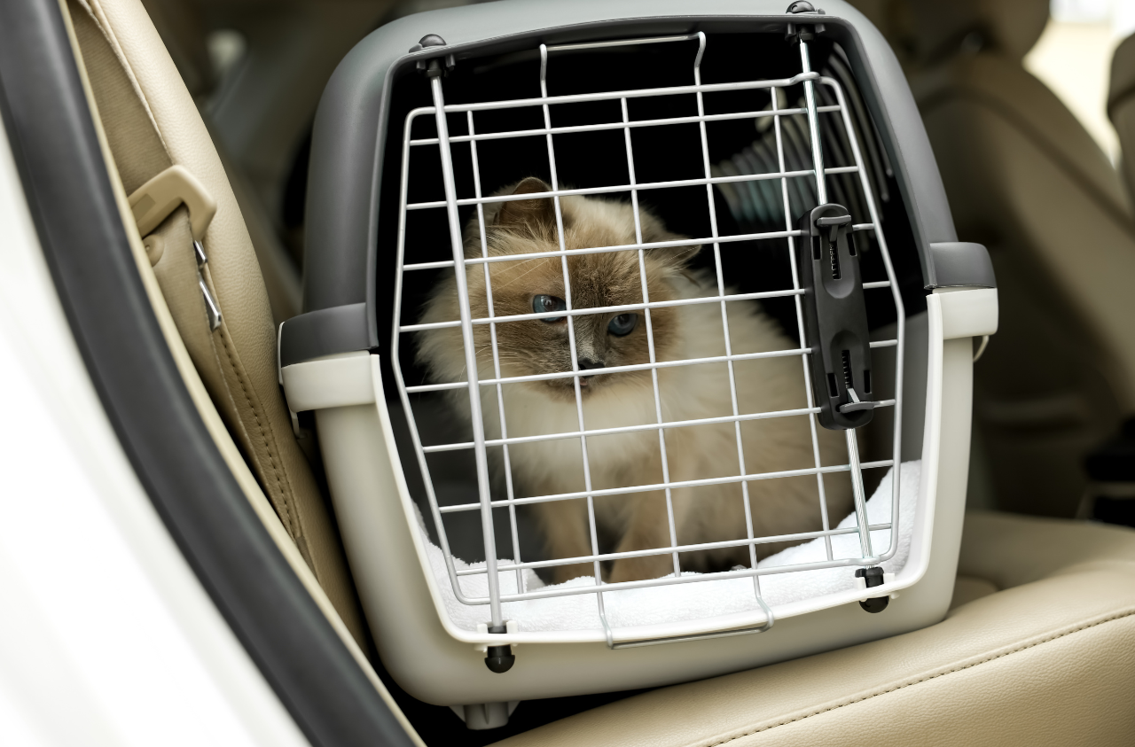 traveling with your pet by car