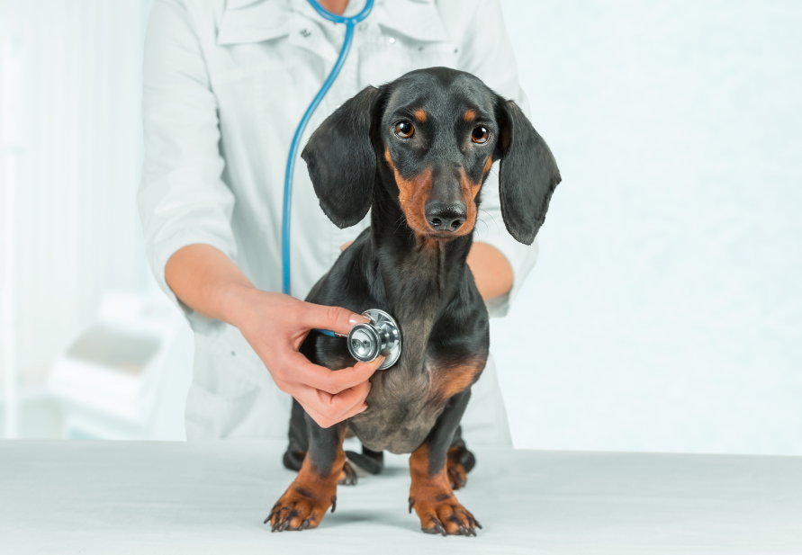 annual visit to the veterinarian