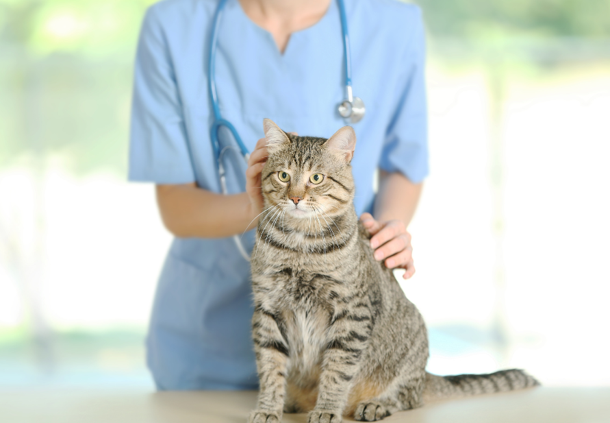 annual visit to the veterinarian
