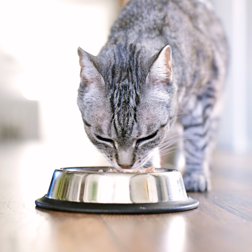 Cat Riding Food Wet or dry cat food: Which is the best cat food?