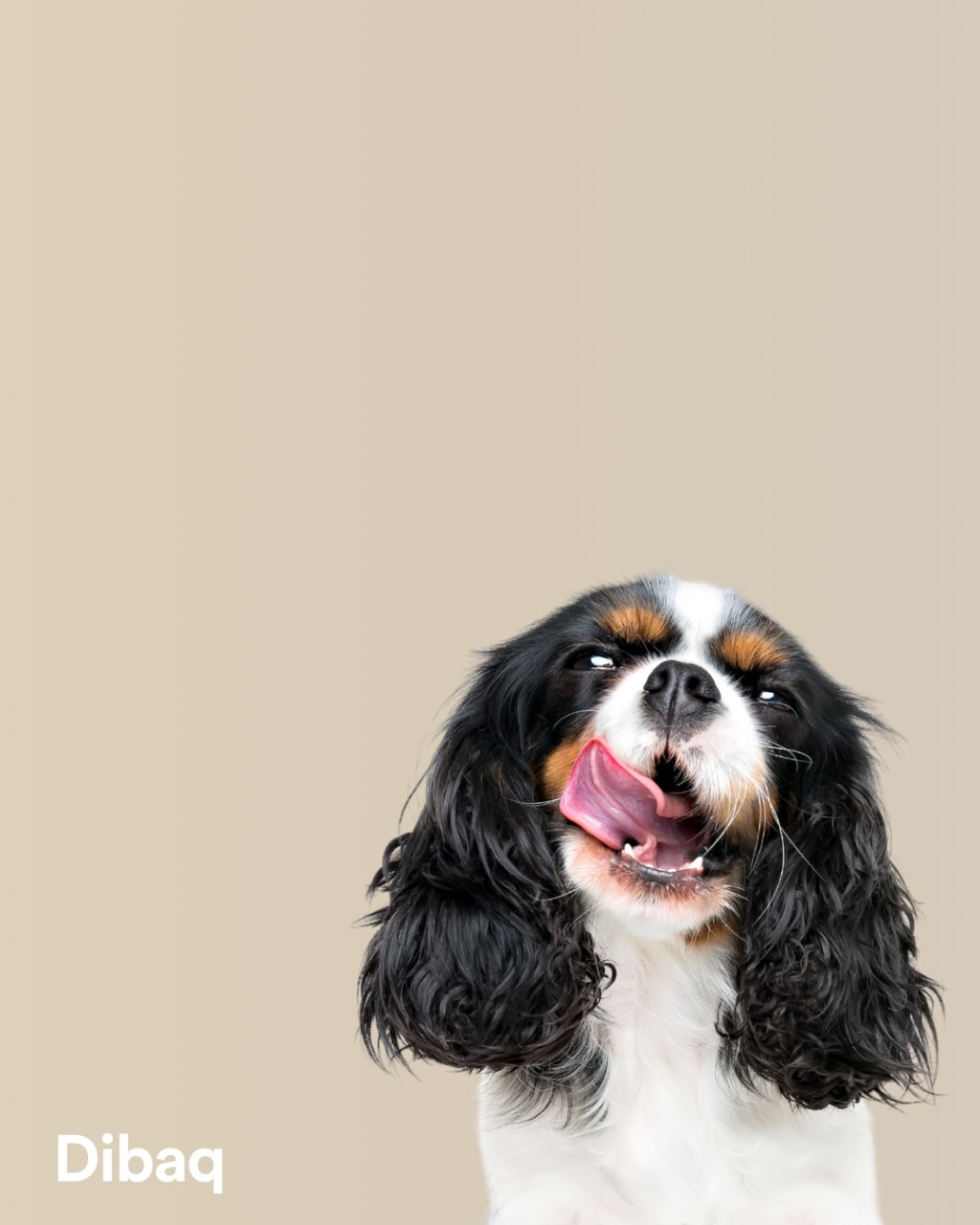 Fresh Look at Gastrointestinal And Digestive Disorders In Dogs Types Causes And How