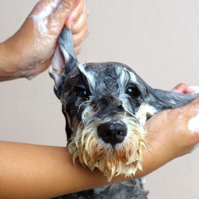 Cómo mantener sana la boca de tu perro