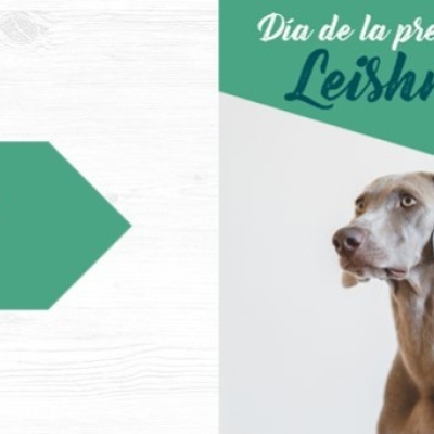 Leishmania, cómo prevenirla