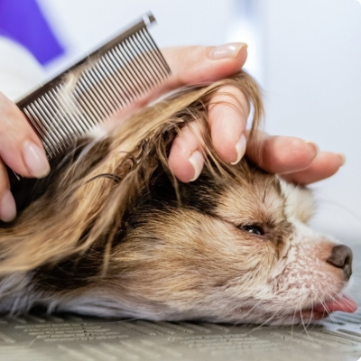 La llegada de la primavera y las mascotas: Preparativos esenciales