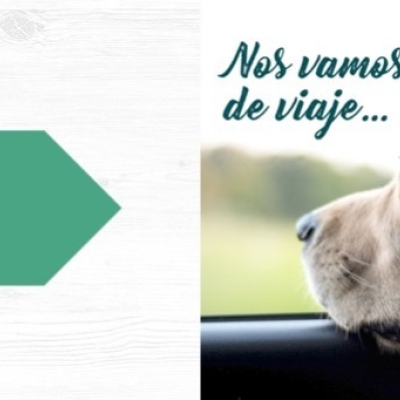 ¿Cómo viajar con mi perro en el coche?