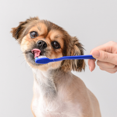 La importancia de mantener una buena higiene dental en las mascotas