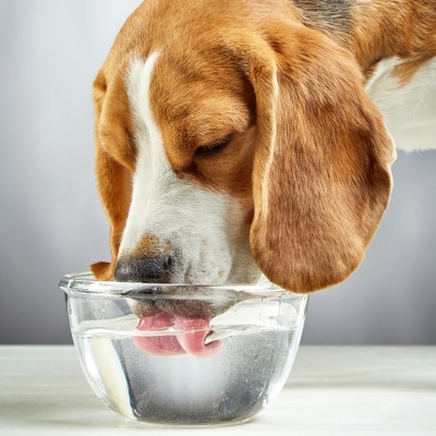 Aquí tienes un decálogo de ideas para refrescar a tu mascota en verano