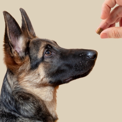 Usos saludables de los Snacks Funcionales Dibaq Sense para perro