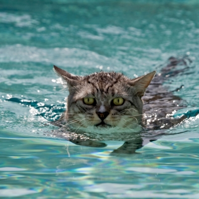 Básicos para que tu mascota disfrute del agua con seguridad en verano