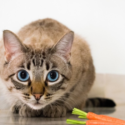 Alimentos humanos seguros para perros y gatos... y otros que no lo son