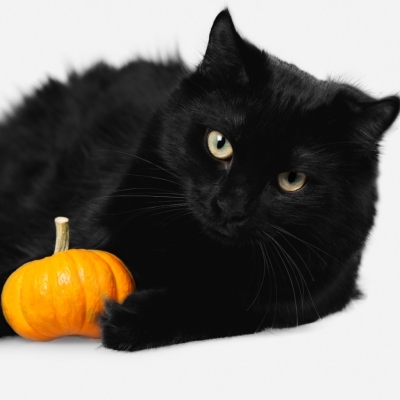 Los beneficios de la calabaza en la alimentación de perros y gatos