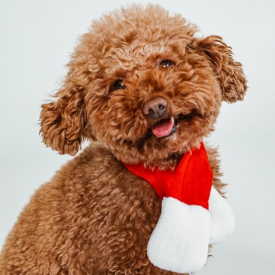 ¿Mi perro puede comer el turrón en Navidad? ¡Sí, el de Dibaq Sense!