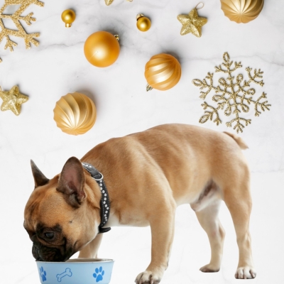 Nutrición para mascotas en Navidad: Qué pueden comer y qué no