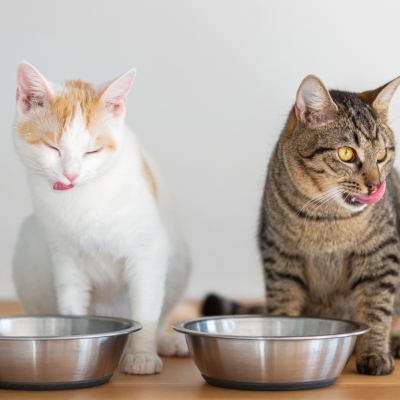 Comida para gatos: ¿Cómo elegir la mejor opción para cada etapa de vida?