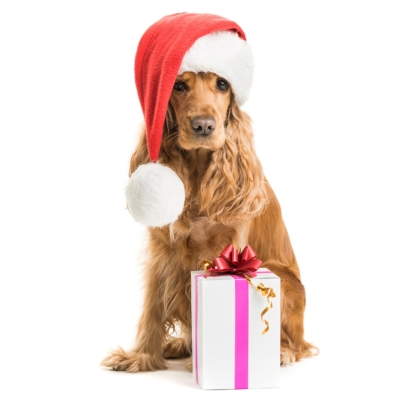 Ideas de regalos navideños para tu mascota: sorprende a tu compañero peludo esta