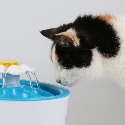 Pienso para gatos con problemas renales: qué debes saber