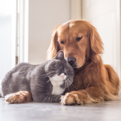 Cómo celebrar San Valentín con tu mascota: Señales de amor de tu perro o gato