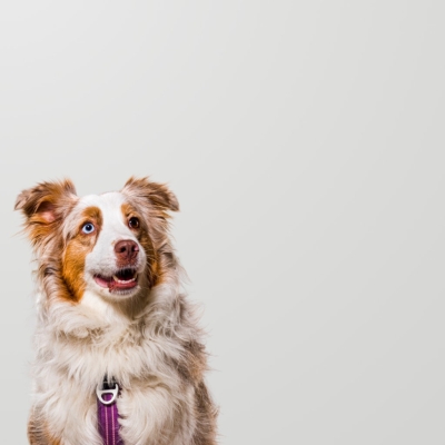 Pelo brillante y piel sana: El poder de la nutrición natural en tu perro