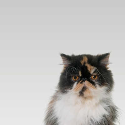 Alimento seco para gatos esterilizados: lo que debes saber