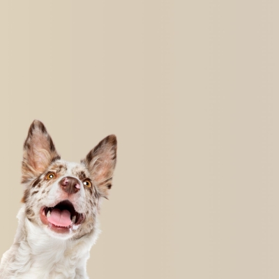 Beneficios de la comida húmeda para perros: Salud, hidratación y sabor