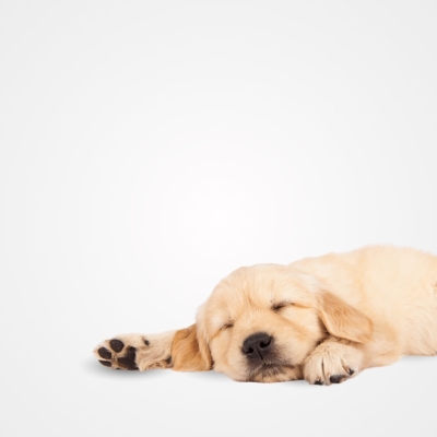 Los Beneficios del Alimento Húmedo para tu Cachorro: ¿Cuándo es el Momento?