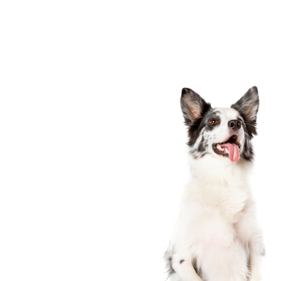 Cómo elegir el snack ideal según la edad y tamaño de tu perro