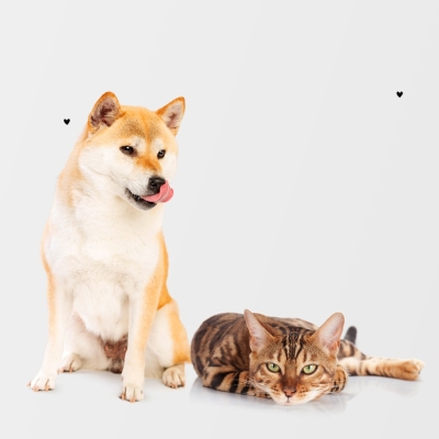 Cómo afecta el sobrepeso a la salud de tu perro o gato y qué puedes hacer