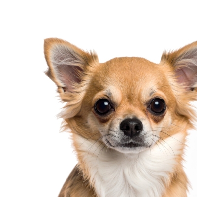 Cómo alimentar correctamente a un perro mini según su etapa de vida