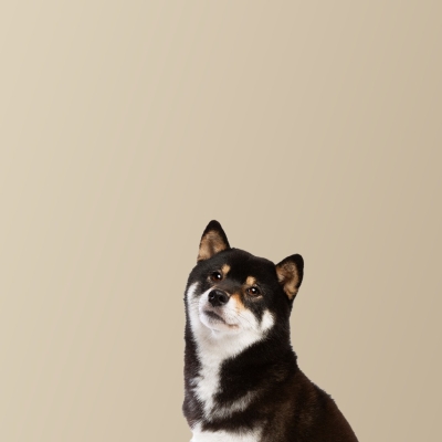 Beneficios del pienso natural para perros con piel sensible o alergias