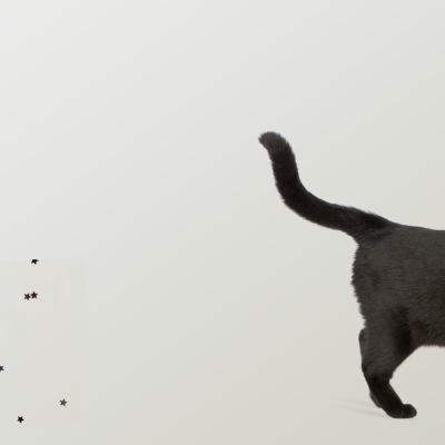 Por qué ronronean los gatos