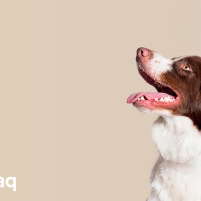 Cómo elegir la mejor comida de perros según su raza