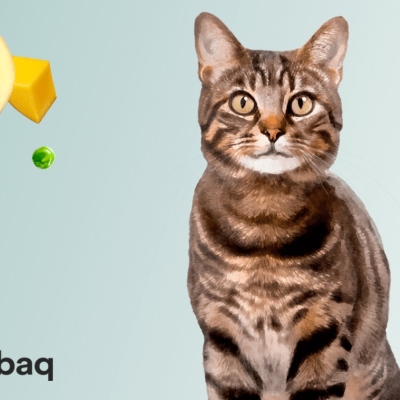 Cómo conseguir que tu gato acepte un nuevo alimento