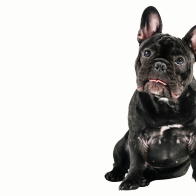 Buldogue Francês: Um Guia Completo de Alimentação para uma Vida Saudável