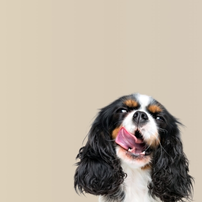 Trastornos gastrointestinales y digestivos en perros: tipos y causas