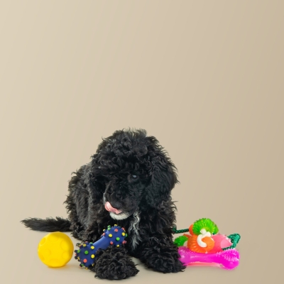 What would happiness taste like if you were a dog?